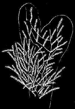 Fig. 84. Colony of Dynamena pumila; natural size. Fig. 84. Colony of Dynamena pumila; natural size.