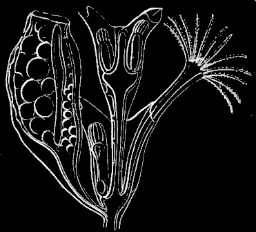 Fig. 85. Magnified portion of Fig. 84. Fig. 85. Magnified portion of Fig. 84.