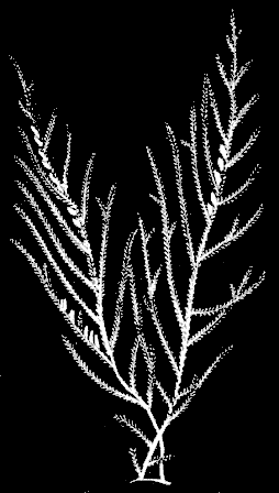 Fig. 86. Dyphasia rosacea, natural size. Fig. 86. Dyphasia rosacea, natural size.