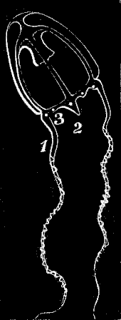 Fig. 87. Medusa of Lafoea. Fig. 87. Medusa of Lafoea.