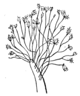 Fig. 88. Colony of Coryne Fig. 88. Colony of Coryne