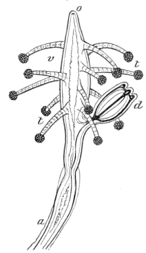Fig. 89. Magnified head of Coryne Fig. 89. Magnified head of Coryne