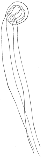 Fig. 90. Free Medusa of Coryne Fig. 90. Free Medusa of Coryne