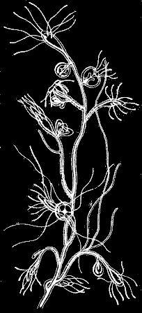 Fig. 93. Hydrarium of Bougainvillia; magnified. Fig. 93. Hydrarium of Bougainvillia; magnified.