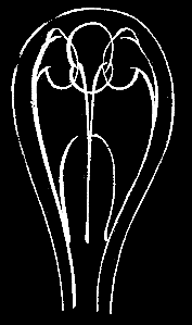 Fig. 94. Medusae buds Fig. 94. Medusae buds