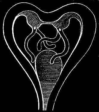 Fig. 95. Medusae buds Fig. 95. Medusae buds