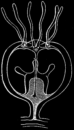 Fig. 96. Medusae buds Fig. 96. Medusae buds