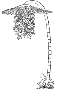 Fig. 98. Tubularia; magnified. (Agassiz.) Fig. 98. Tubularia; magnified. (Agassiz.)