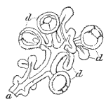 Fig. 99. Part of cluster of Medusæ of Fig. 98; magnified. (Agassiz.) Fig. 99. Part of cluster of Medusæ of Fig. 98; magnified. (Agassiz.)