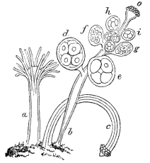 Fig. 100. Female colony of Hydractinia Fig. 100. Female colony of Hydractinia