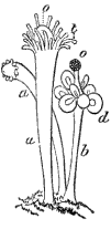 Fig. 101. Male colony Fig. 101. Male colony