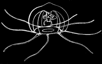 Fig. 105. Dysmorphosa seen in profile; magnified. Fig. 105. Dysmorphosa seen in profile; magnified.