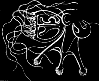 Fig. 106. Magnified proboscis of Dysmorphosa with young Medusæ budding from it. Fig. 106. Magnified proboscis of Dysmorphosa with young Medusæ budding from it.