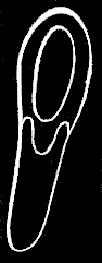 Fig. 107. Young Nanomia; magnified. Fig. 107. Young Nanomia; magnified.