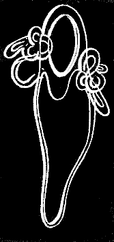 Fig, 108. Young Nanomia with rudimentary Medusae. Fig, 108. Young Nanomia with rudimentary Medusae.