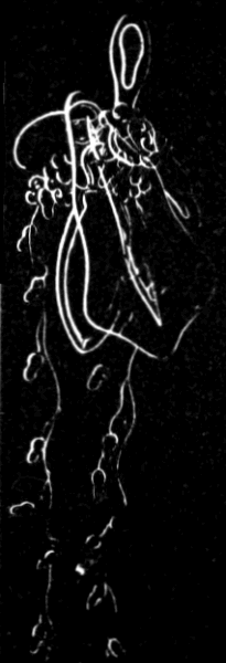 Fig. 109. Young Nanomia, older than Fig. 108. Fig. 109. Young Nanomia, older than Fig. 108.