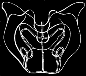 Fig. 110. Heart-shaped swimming bell of Nanomia Fig. 110. Heart-shaped swimming bell of Nanomia