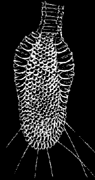 Fig. 112. Magnified pendent knob. Fig. 112. Magnified pendent knob.