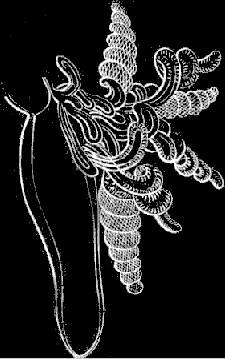 Fig. 113. Medusa with corkscrew shaped tentacles. Fig. 113. Medusa with corkscrew shaped tentacles.