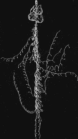 Fig. 115. Adult Nanomia, natural size, at rest. Fig. 115. Adult Nanomia, natural size, at rest.
