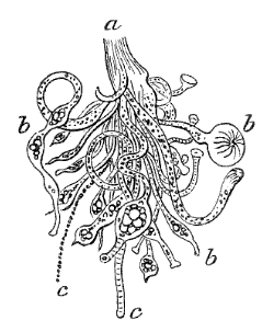 Fig. 118. Bunch of Hydræ; a base of attachment, b b b single Hydræ, c c tentacles. (Agassiz.) Fig. 118. Bunch of Hydræ; a base of attachment, b b b single Hydræ, c c tentacles. (Agassiz.)