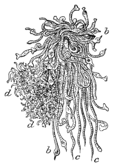 Fig. 119. Bunch of Hydræ; cluster of Medusæ; b b Hydræ with tentacles, c d bunches of Medusæ (Agassiz.) Fig. 119. Bunch of Hydræ; cluster of Medusæ; b b Hydræ with tentacles, c d bunches of Medusæ (Agassiz.)