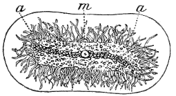 Fig. 120. Velella; m so-called mouth, a tentacles. (Agassiz.) Fig. 120. Velella; m so-called mouth, a tentacles. (Agassiz.)