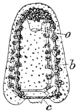 Fig. 121. Free Medusa of Velella; a proboscis, b chymiferous tube, c circular tube. (Agassiz.) Fig. 121. Free Medusa of Velella; a proboscis, b chymiferous tube, c circular tube. (Agassiz.)
