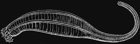 Fig. 126. Caudina arenata; natural size. Fig. 126. Caudina arenata; natural size.