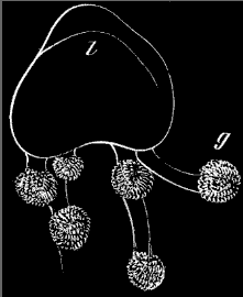 Fig. 128. Young Cuvieria, much enlarged; l body, g tentacles. Fig. 128. Young Cuvieria, much enlarged; l body, g tentacles.