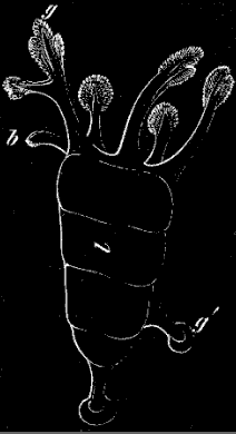 Fig. 129. Somewhat older Cuvieria; l body, g tentacle round mouth, gf testaete of sole, b madreporic tentacle. Fig. 129. Somewhat older Cuvieria; l body, g tentacle round mouth, g' testaete of sole, b madreporic tentacle.
