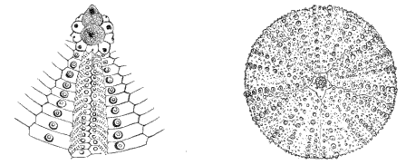 Fig. 132. Portion of shell of Fig. 131, with spines rubbed off. (Agassiz.) Fig. 132. Portion of shell of Fig. 131, with spines rubbed off. (Agassiz.)