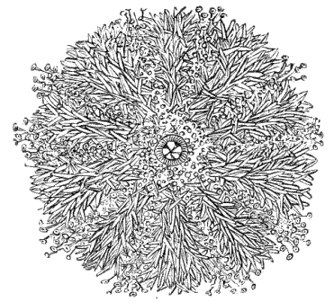 Fig. 134. Sea-urchin seen from the mouth side. (Agassiz.) Fig. 134. Sea-urchin seen from the mouth side. (Agassiz.)