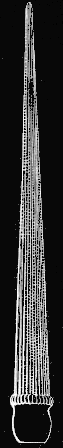 Fig. 135. Magnified spine. Fig. 135. Magnified spine.