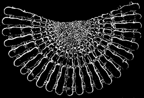 Fig. 136. Transverse section of spine; magnified. Fig. 136. Transverse section of spine; magnified.