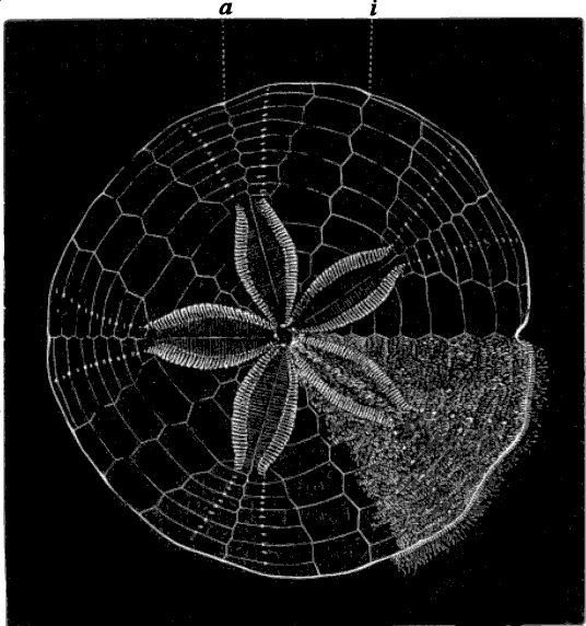 Fig. 139. Echinarachnius, seen from above, with the spines on part of the shell; a ambulacral zone, i interambulacral zone. Fig. 139. Echinarachnius, seen from above, with the spines on part of the shell; a ambulacral zone, i interambulacral zone.