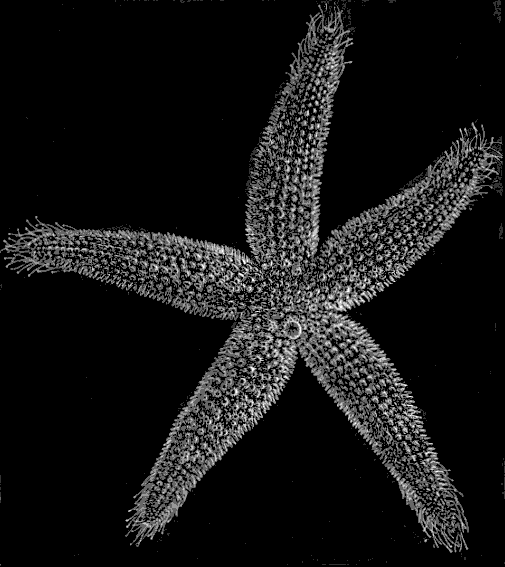 Fig. 142. Star-fish; natural size, seen from above. Fig. 142. Star-fish; natural size, seen from above.