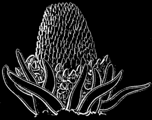 Fig. 143. Single spine of Star-fish, with surrounding appendages; magnified. Fig. 143. Single spine of Star-fish, with surrounding appendages; magnified.
