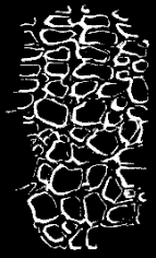 Fig. 144. Limestone network of back of Star-fish. Fig. 144. Limestone network of back of Star-fish.