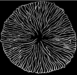 Fig. 145. Madreporic body of Star-fish; magnified. Fig. 145. Madreporic body of Star-fish; magnified.