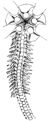 Fig. 149. One arm of Fig. 148; from the mouth side. Fig. 149. One arm of Fig. 148; from the mouth side.