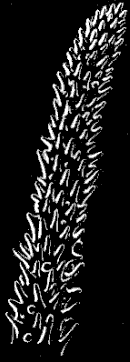 Fig. 150. Ambulacral tentacle of Ophiopholis; magnified. Fig. 150. Ambulacral tentacle of Ophiopholis; magnified.