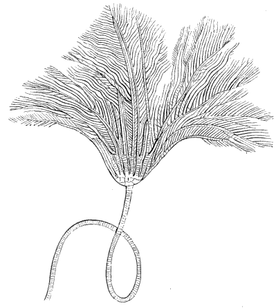 Fig. 152. Fossil Pentacrinus. Fig. 152. Fossil Pentacrinus.