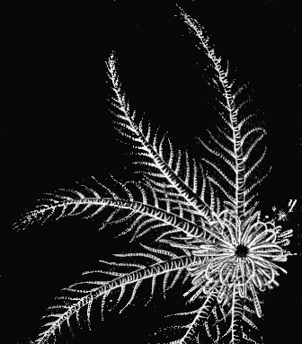 Fig. 153. Comatula (Living Crinoid) seen from the back; a group of young Comatulæ attached to parent. Fig. 153. Comatula (Living Crinoid) seen from the back; a group of young Comatulæ attached to parent.