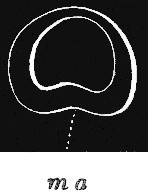 fig 159 fig 159