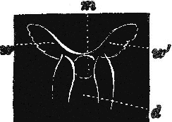 fig 161 fig 161