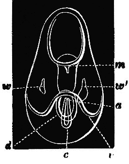 fig 162 fig 162