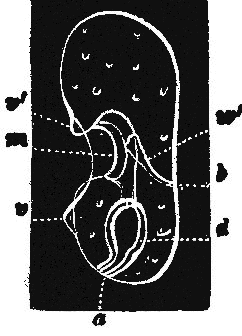 fig 163 fig 163