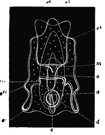 Fig. 165. Larva in which arms are developing, lettering as before; e' e'' e''' e^4 e^5 e^6 arms, o oesophagus. Fig. 165. Larva in which arms are developing, lettering as before; e' e'' e''' e^4 e^5 e^6 arms, o oesophagus.