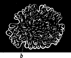 Fig. 168. Star-fish which has just resorbed the larva Fig. 168. Star-fish which has just resorbed the larva